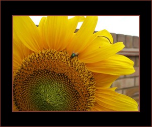 Border example