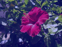 Colorize example