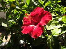 Contrast example