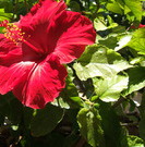 Crop example