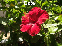 Format example