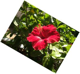 Rotate example