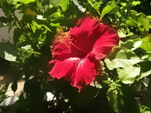 Selective blur example